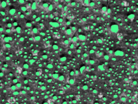 Paper Reading – An unexpectedly large count of trees in the West African Sahara and Sahel&nbsp;(2020)